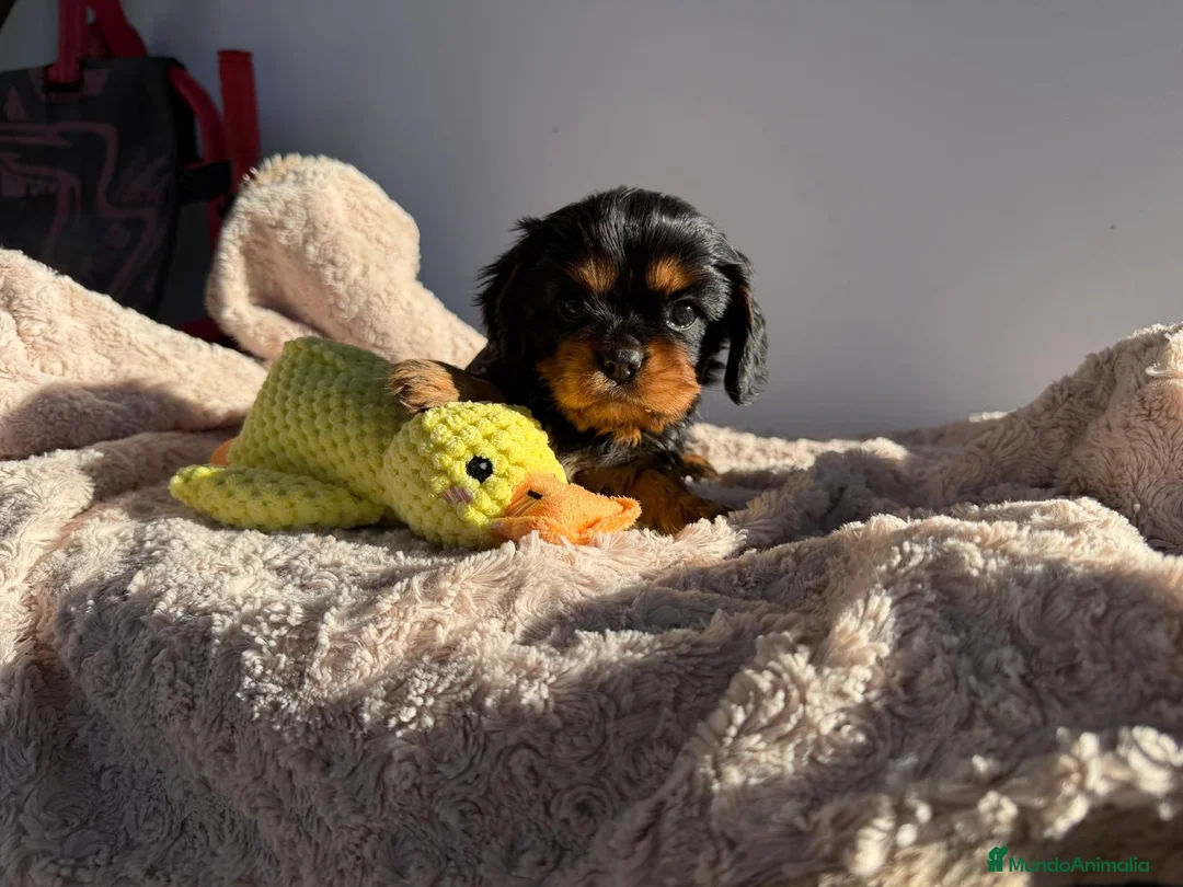 Cavalier King Charles Spaniel perros en venta: Cachorro Cavalier negro fuego y ruby  - Anuncio 3