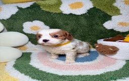 Cavalier King Charles Spaniel perros en venta: Machos Cavalier King Charles - Imagen 3
