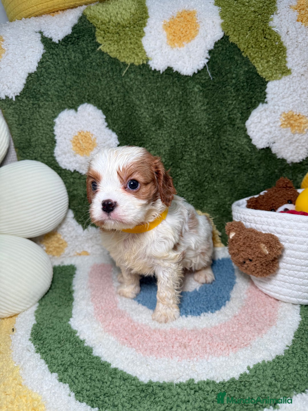 Cavalier King Charles Spaniel perros en venta: Machos Cavalier King Charles - Imagen 3