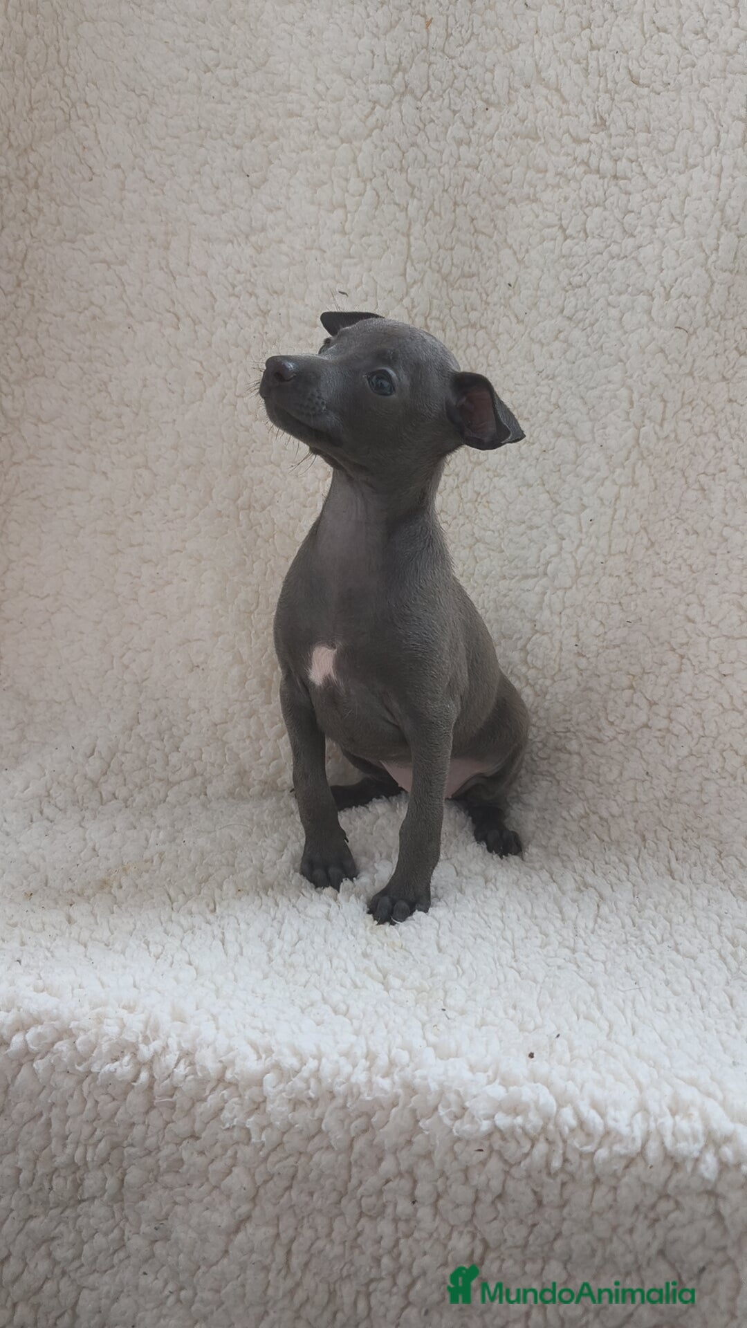 Pequeño Lebrel Italiano perros en venta: Pequeño lebrel Italiano machos disponibles  - Anuncio 1