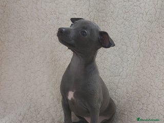 Pequeño Lebrel Italiano perros Pequeño lebrel Italiano machos disponibles - Anuncio 3