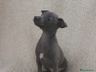 Pequeño Lebrel Italiano perros Pequeño lebrel Italiano machos disponibles - Anuncio 3