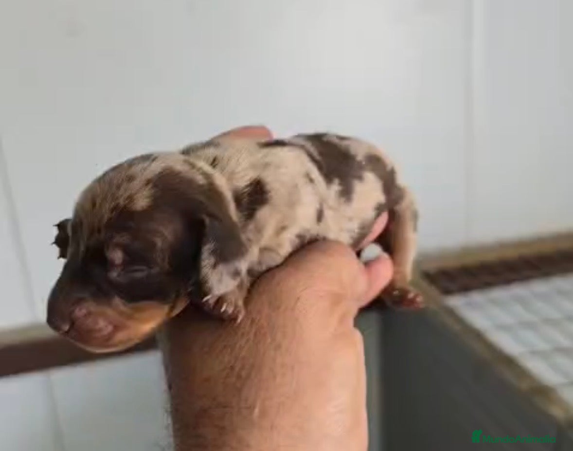Teckel Miniatura perros Teckel macho arlequín chocolate 🐾🩵 - Anuncio 1
