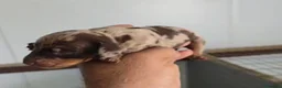 Teckel Miniatura perros en venta: Teckel macho arlequín chocolate 🐾🩵 - Anuncio 1