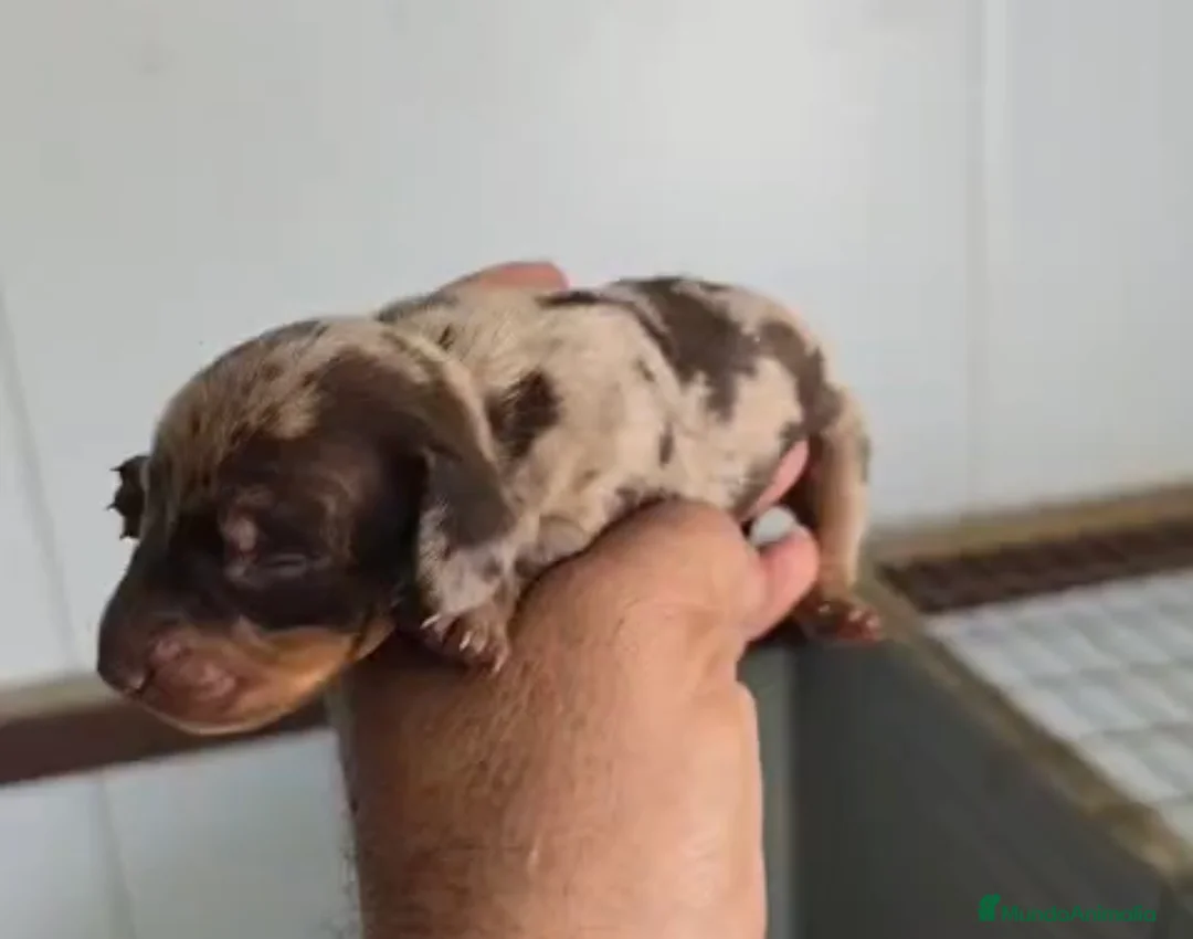 Teckel Miniatura perros en venta: Teckel macho arlequín chocolate 🐾🩵 - Anuncio 1