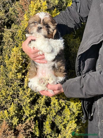 Shih Tzu perros en Barcelona - Anuncio 6