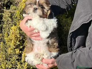 Shih Tzu perros SHIH TZU TOY NACIONAL en Barcelona - Anuncio 1