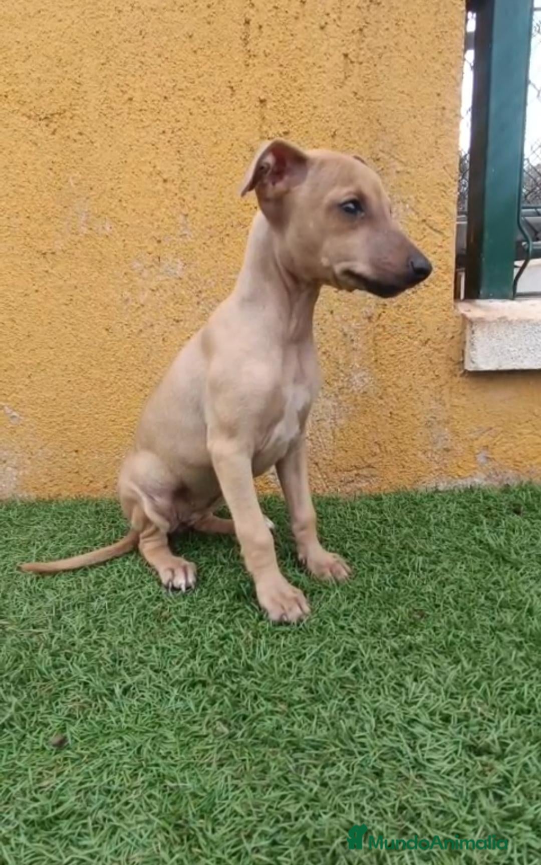 Pequeño Lebrel Italiano perros en venta: Cachorro de Piccolo italiano  - Anuncio 1