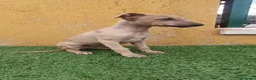 Pequeño Lebrel Italiano perros en venta: Cachorro de Piccolo italiano  - Anuncio 1