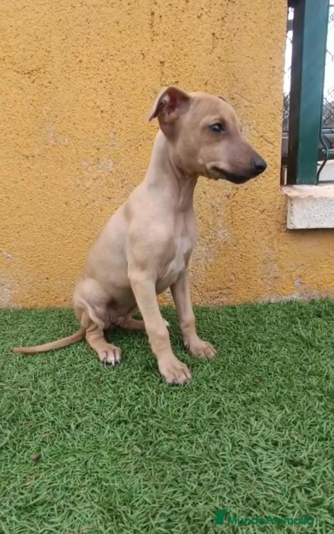 Pequeño Lebrel Italiano perros en venta: Cachorro de Piccolo italiano  - Anuncio 1