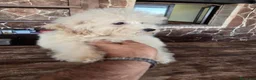 Caniche Toy perros en venta: Caniche precio real  - Anuncio 3