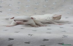 Chihuahua perros en venta: Chihuahua macho y hembra  - Imagen 4