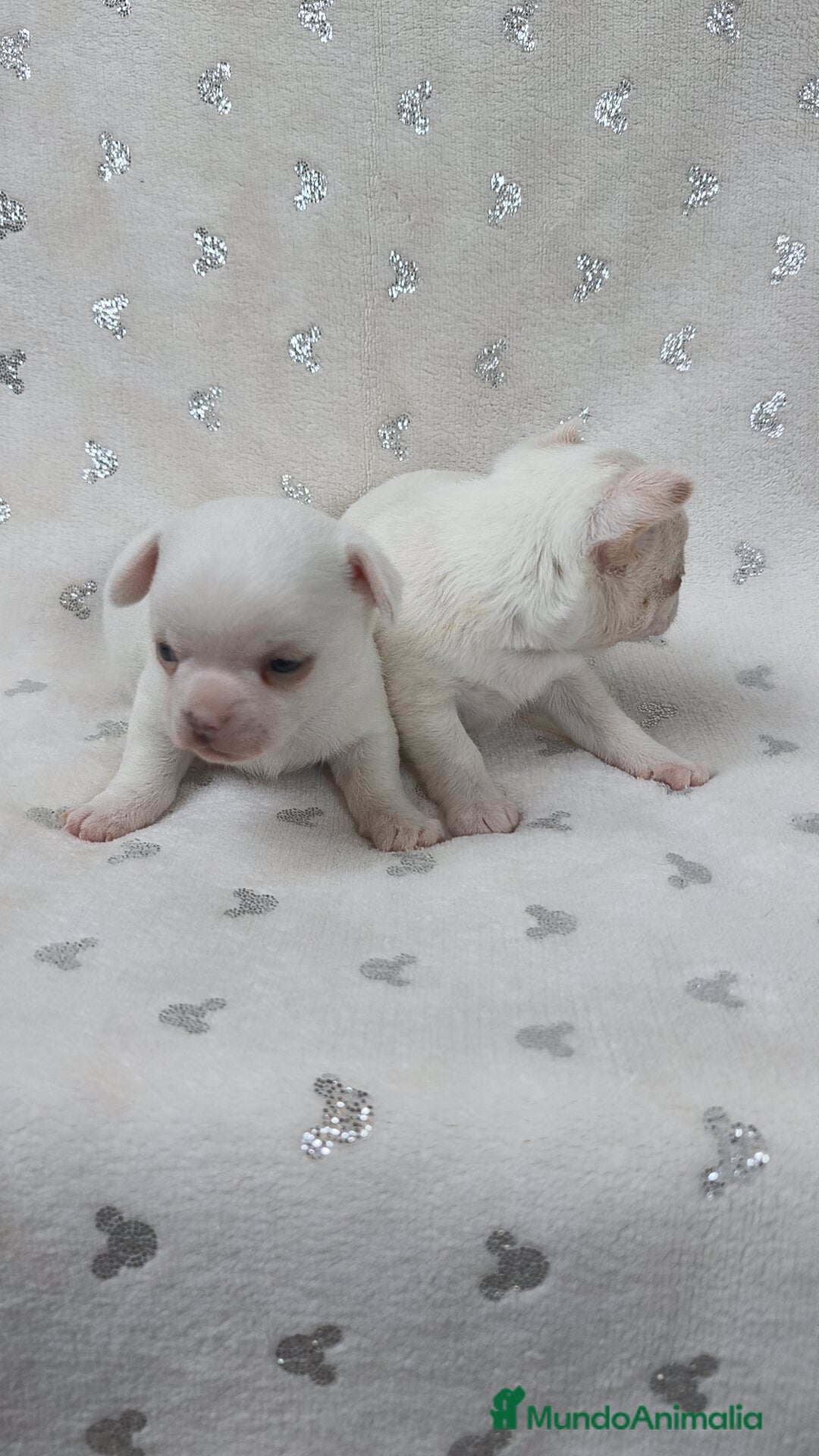Chihuahua perros en venta: Chihuahua macho y hembra  - Imagen 4