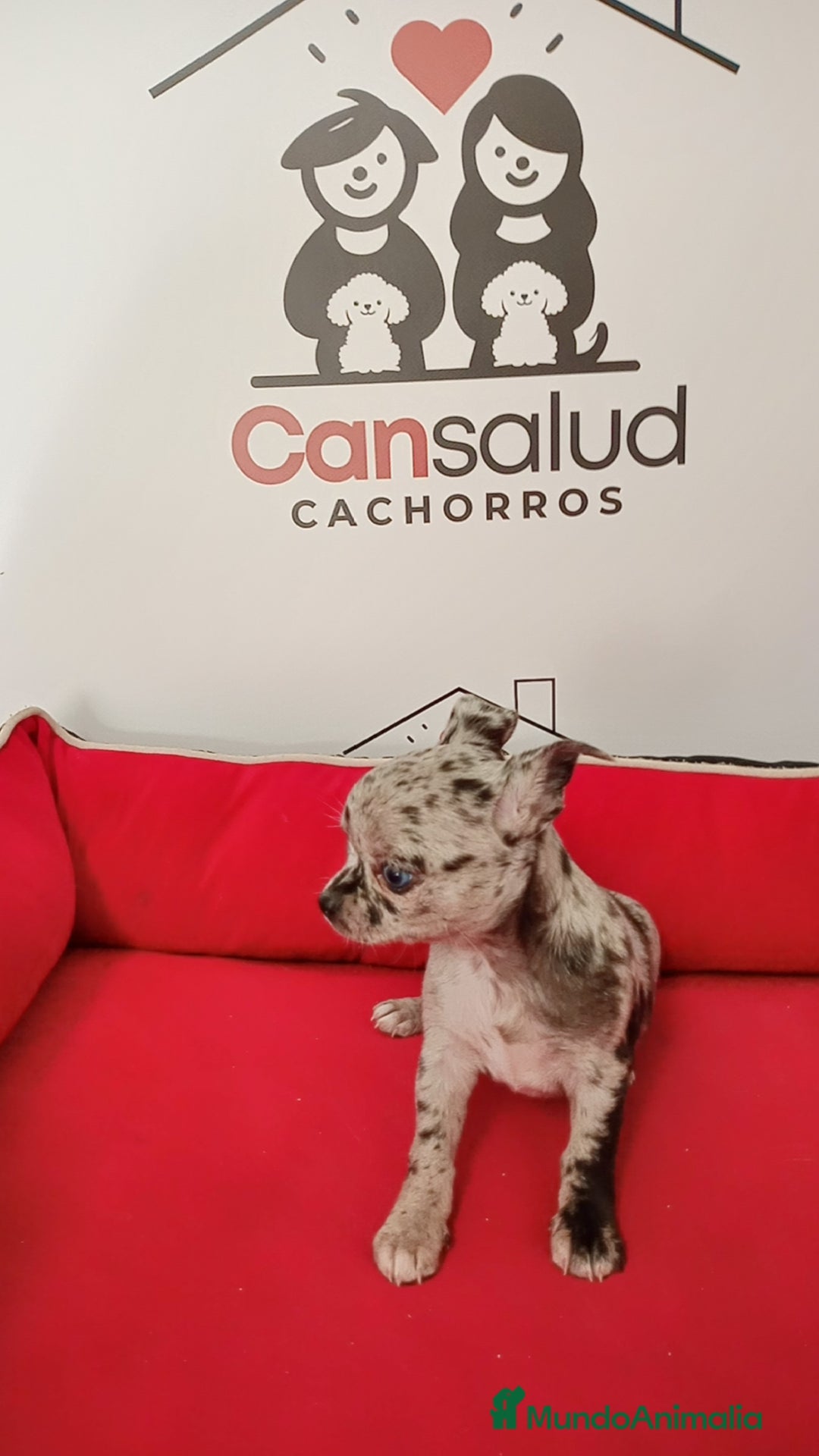Chihuahua perros en venta: Chihuahua merle  - Anuncio 2