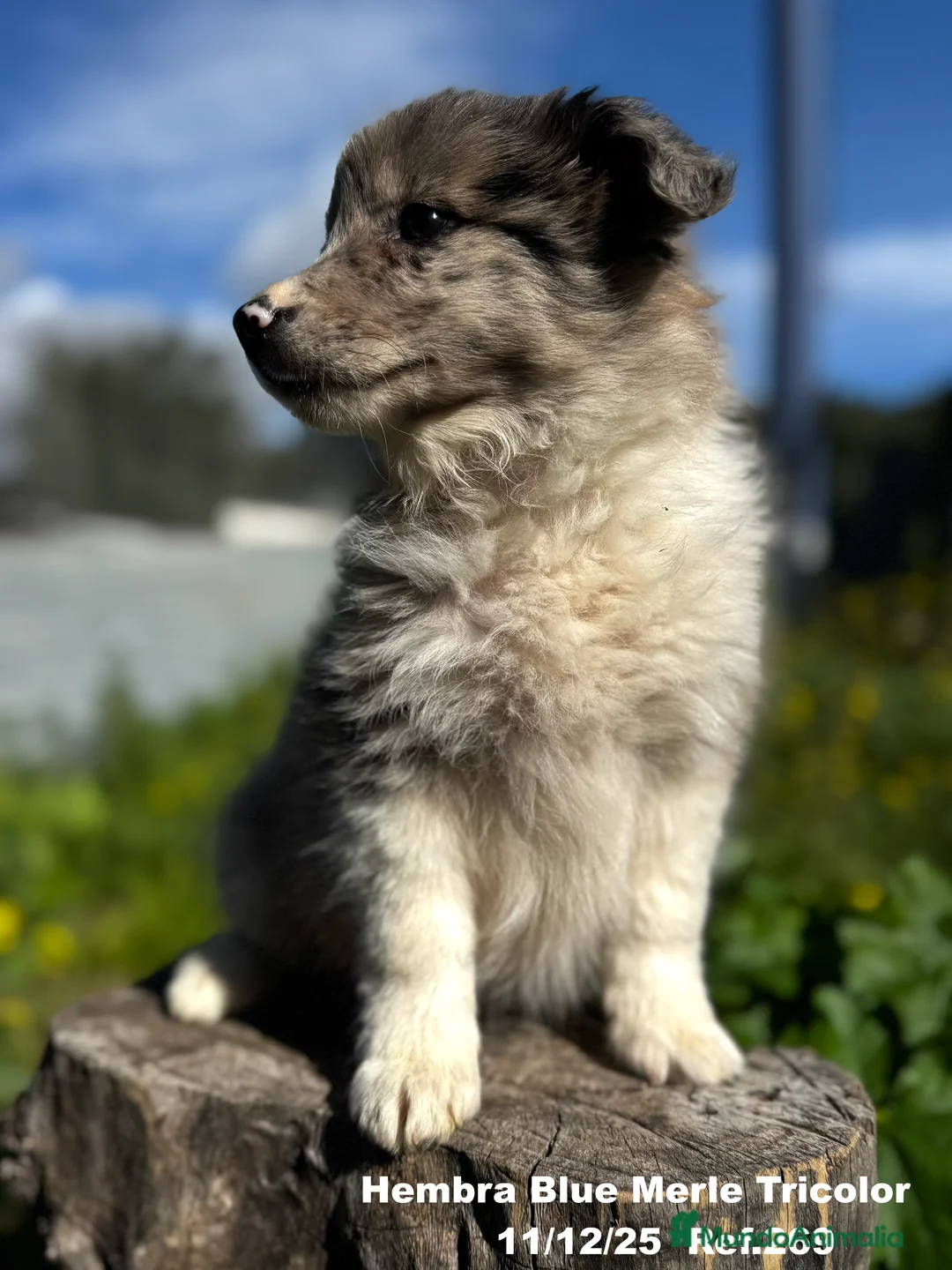 Border Collie perros en venta: BORDER COLLIE - Anuncio 16