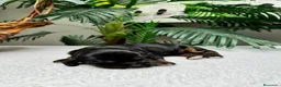 Cocker Spaniel Inglés perros en venta: COCKER SPANIEL INGLES - Anuncio 21