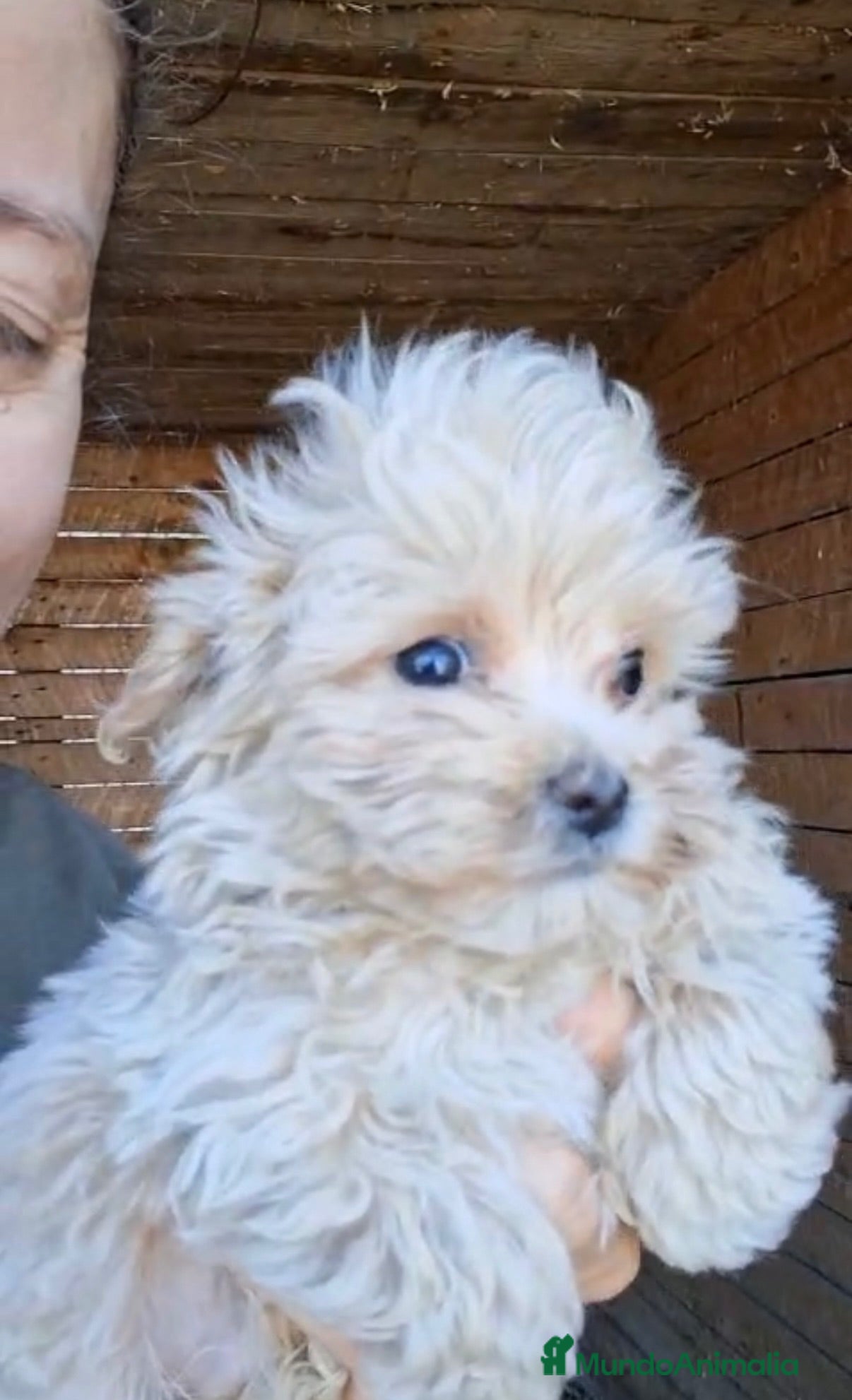 Maltipoo perros Maltipoo macho  - Anuncio 1