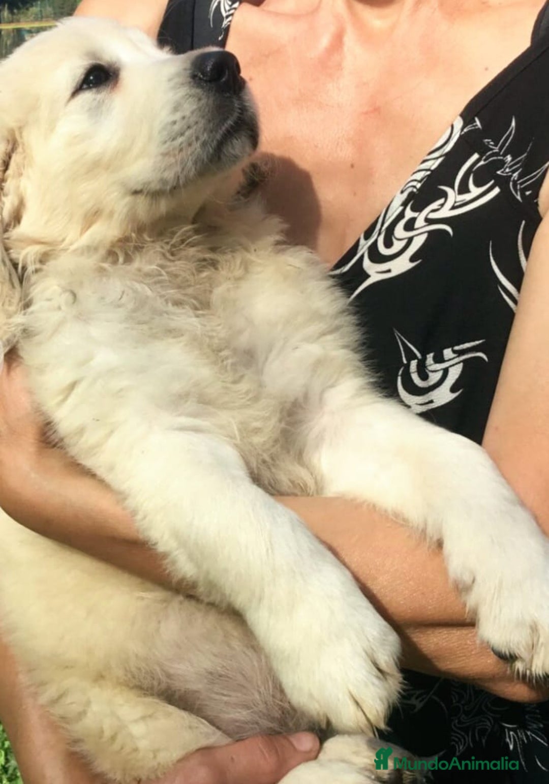 Golden Retriever perros CACHORROS DE GOLDEN RETRIEVER  - Anuncio 1