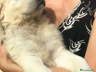 Golden Retriever perros CACHORROS DE GOLDEN RETRIEVER - Anuncio 1