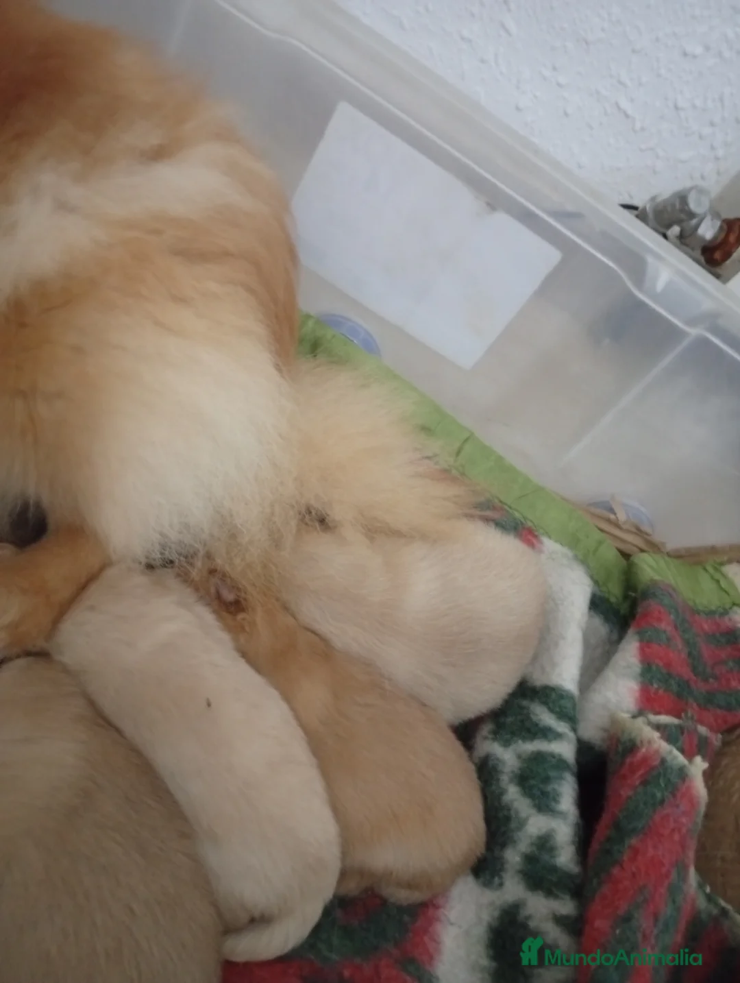 Pomerania perros en venta: Pomerania  - Anuncio 2