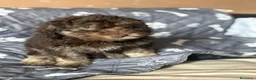 Perro de Agua Español perros en venta: Última hembra de perro de aguas!! - Anuncio 5