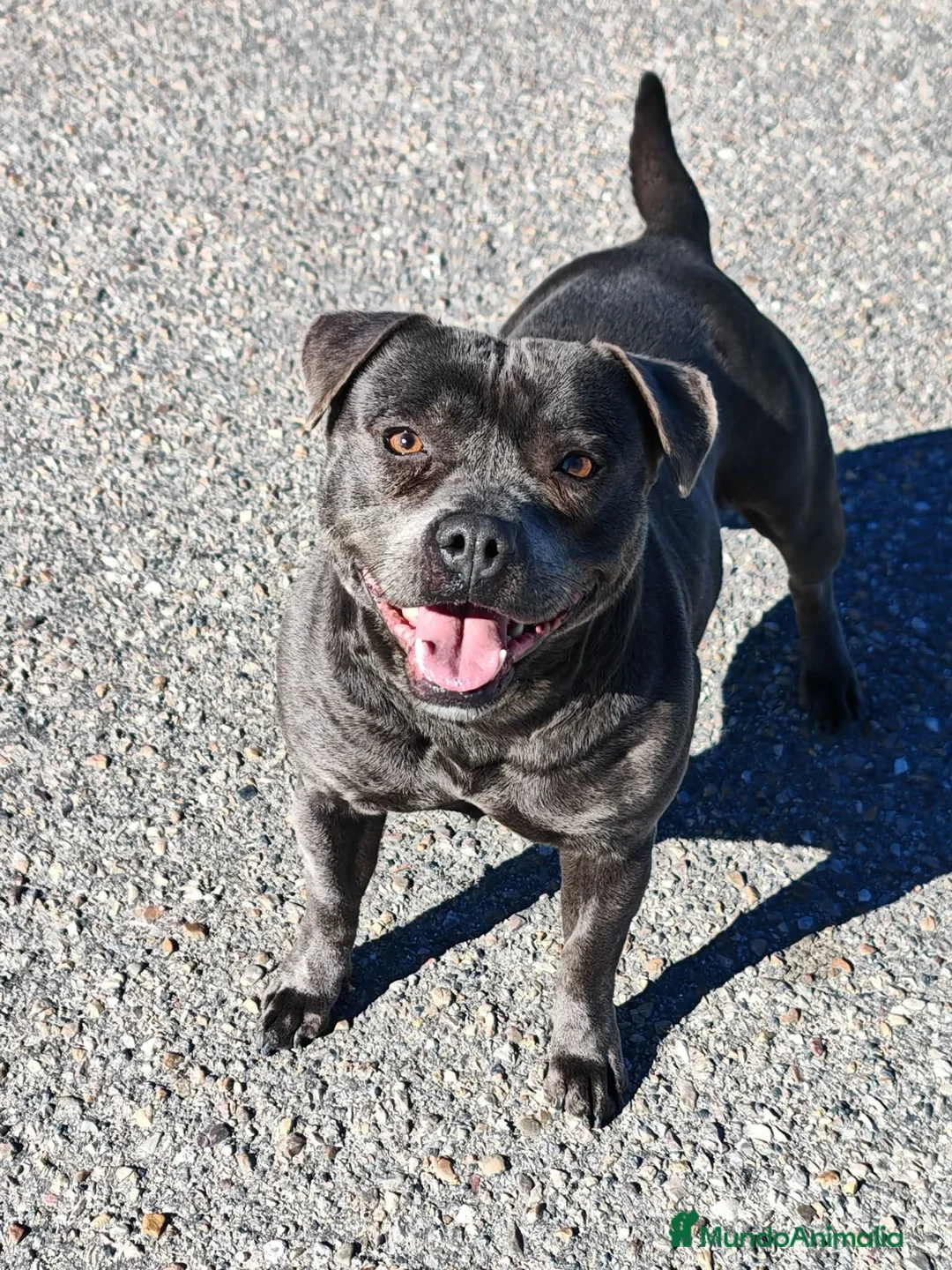 Staffordshire Bull Terrier perros en venta: Staffordshire Bull Terrier  - Anuncio 6