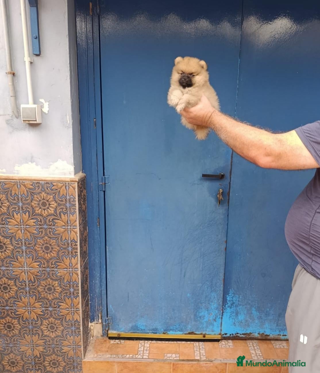 Pomerania perros Pomerania ositos macho - Anuncio 1
