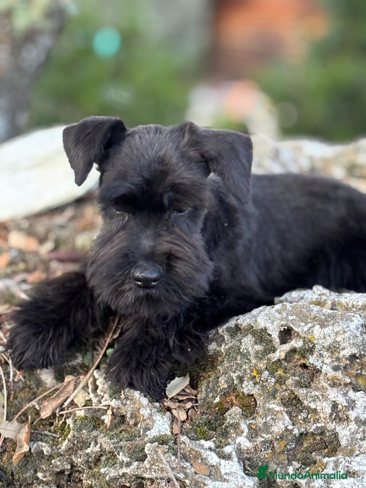 Schnauzer Miniatura perros Schanuzer miniatura negro  - Anuncio 2