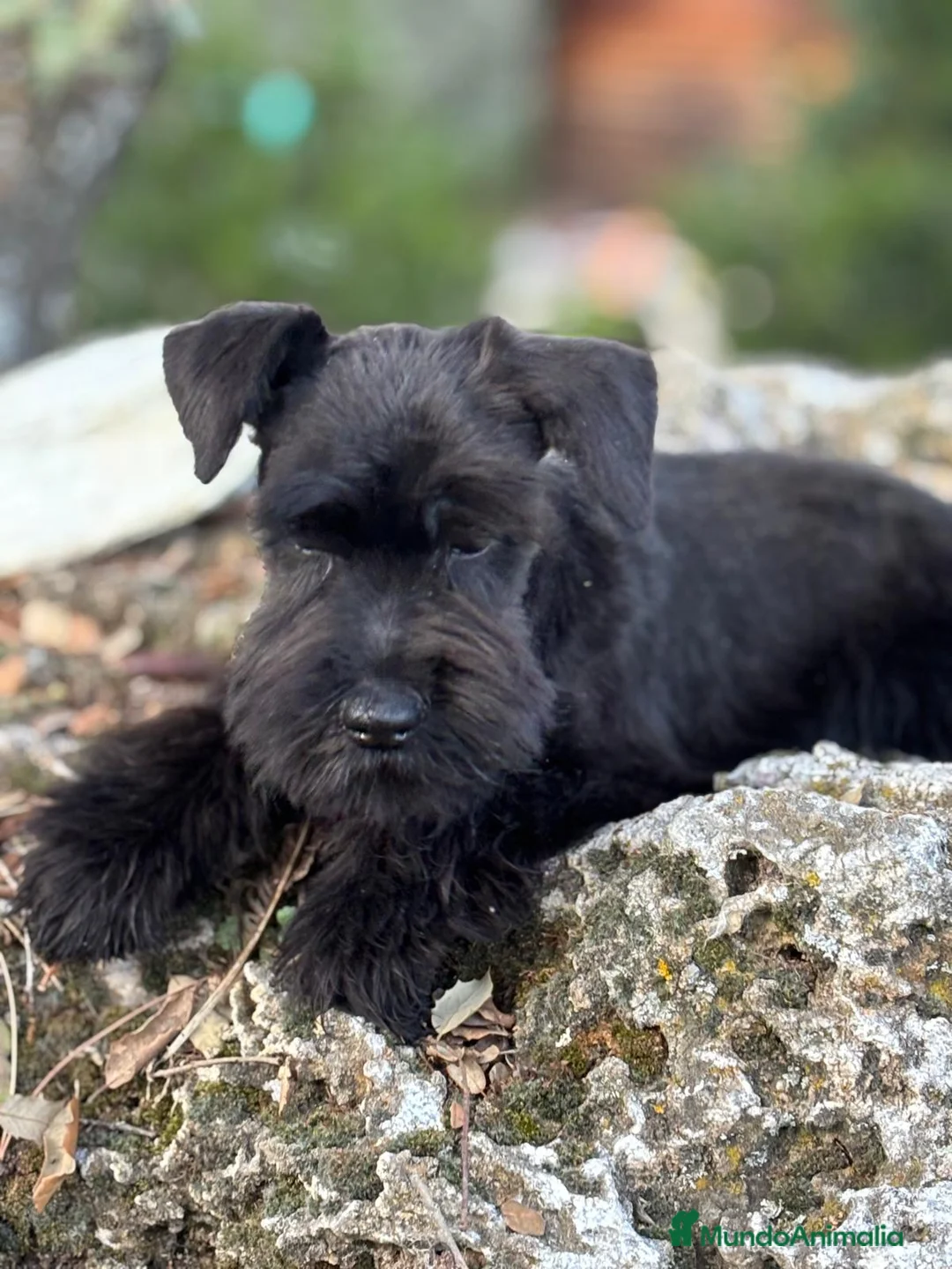 Schnauzer Miniatura perros en venta: Schanuzer miniatura negro  - Anuncio 1