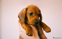 Teckel Miniatura perros en venta: TECKEL TORREMOLINOS ( MALAGA)  - Imagen 5