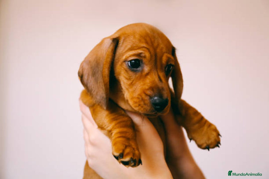 Teckel Miniatura perros en venta: TECKEL TORREMOLINOS ( MALAGA)  - Imagen 5