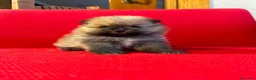 Pomerania perros en venta: POMERANIAS EXCLUSIVOS OPORTUNIDAD  - Anuncio 3