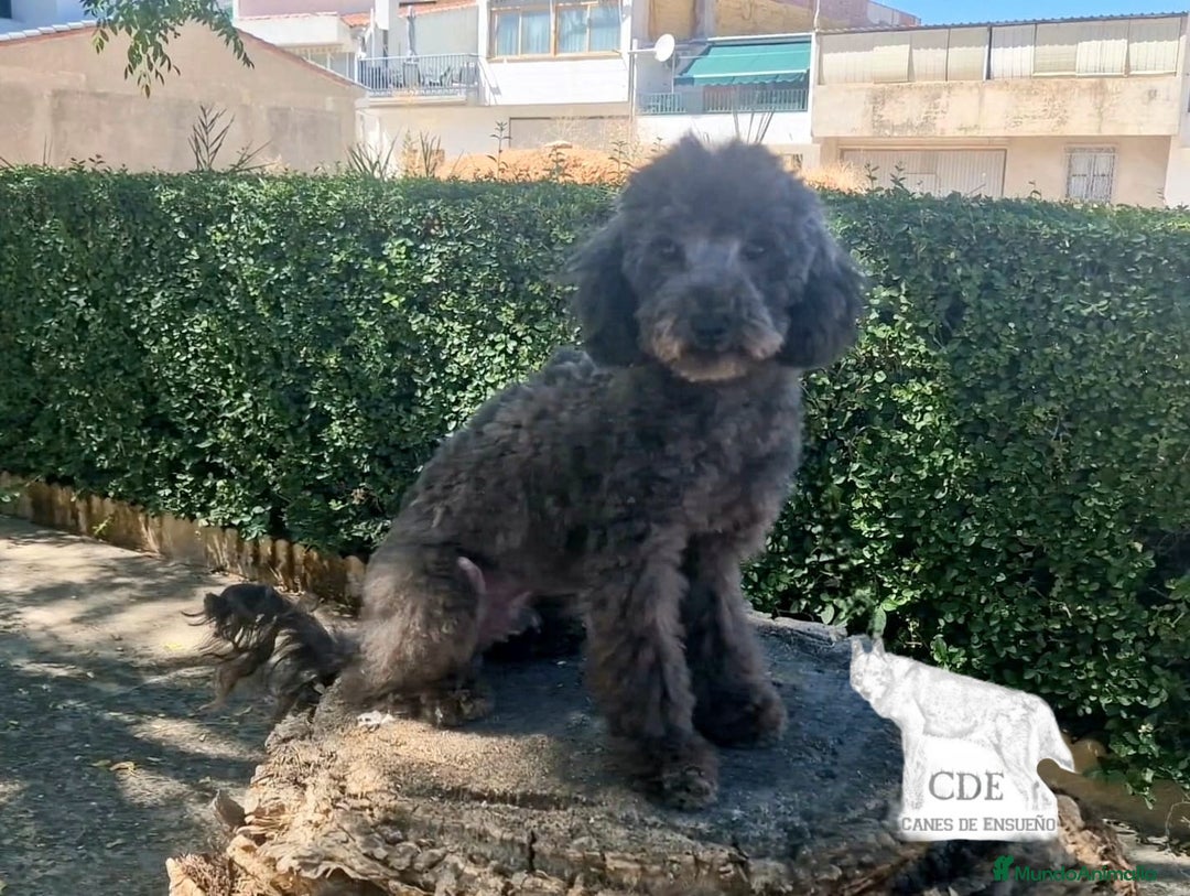 Caniche Enano perros en venta: Caniche negro - Imagen 3