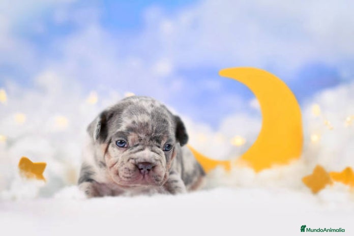 Bulldog Francés perros BULLDOG FRANCES PUPPY. - Anuncio 1