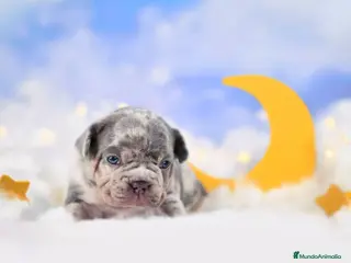 Bulldog Francés perros BULLDOG FRANCES PUPPY. - Anuncio 7