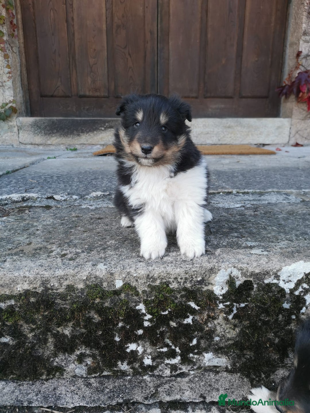 Perro Pastor de las Shetland perros en venta: Cachorros pastor de Shetland - Anuncio 2