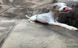 Whippet perros en venta: Whippet  - Imagen 14
