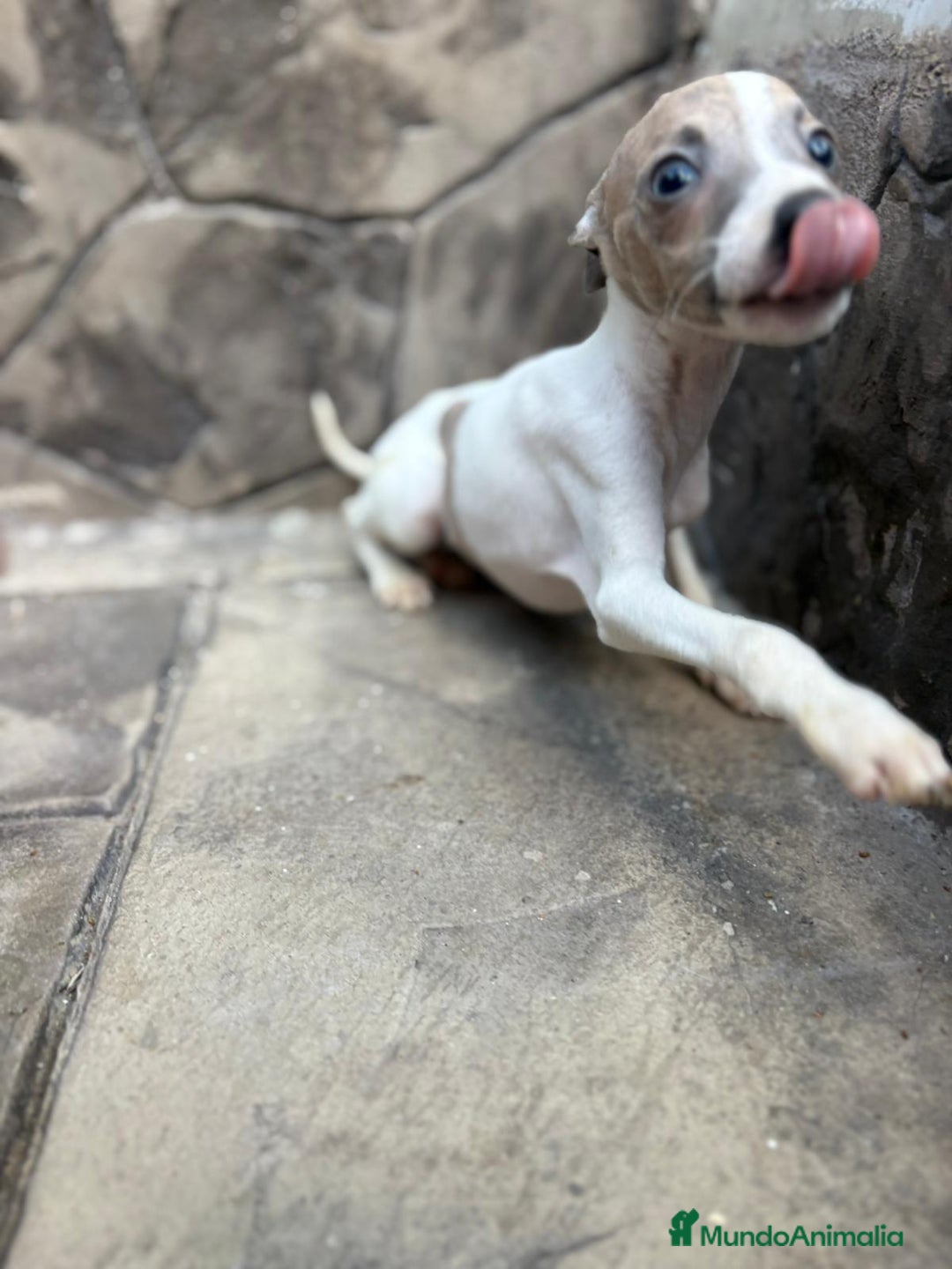 Whippet perros en venta: Whippet  - Imagen 14