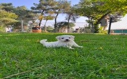 Bichón Maltés perros en venta: Bichón maltes - Imagen 2