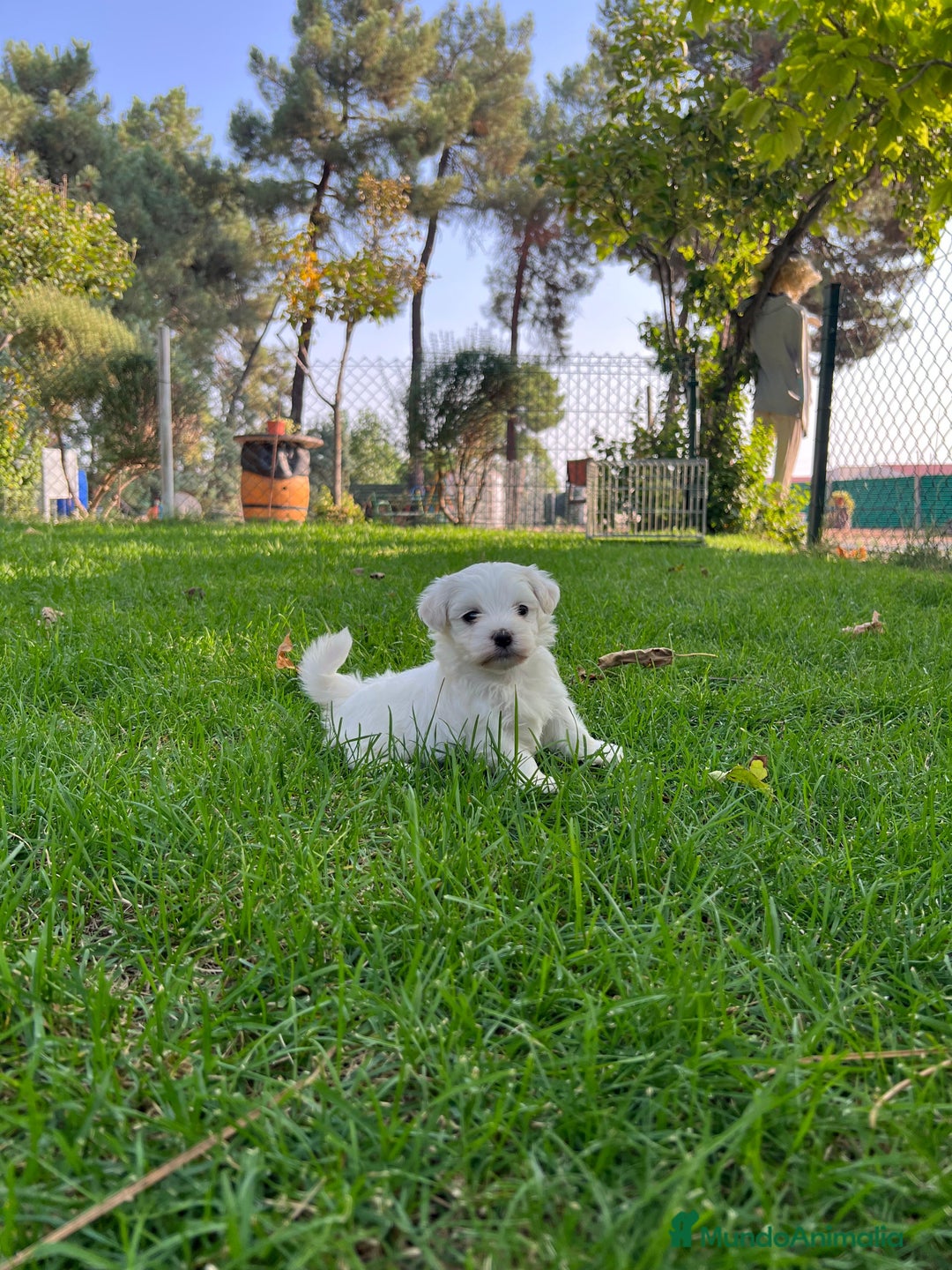 Bichón Maltés perros en venta: Bichón maltes - Imagen 2