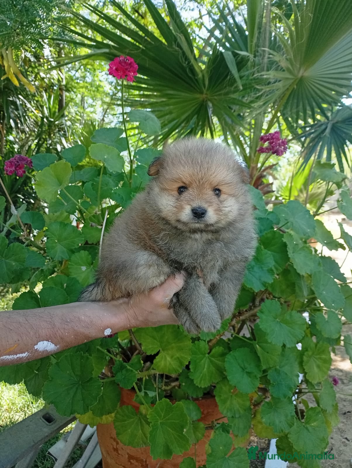 Pomerania perros POMERANIA TOY - CARITA DE 🐻 - Anuncio 2