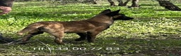 Pastor Belga Malinois perros en venta: Excelente cachorra pastor malinoi  - Anuncio 2