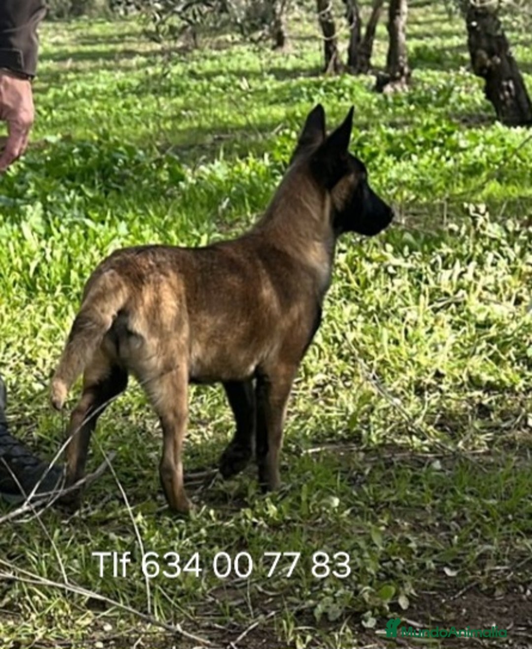 Pastor Belga Malinois perros en venta: Excelente cachorra pastor malinoi  - Anuncio 2
