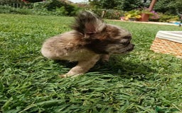 Bulldog Francés perros en venta: Bulldog francés flutty - Imagen 3
