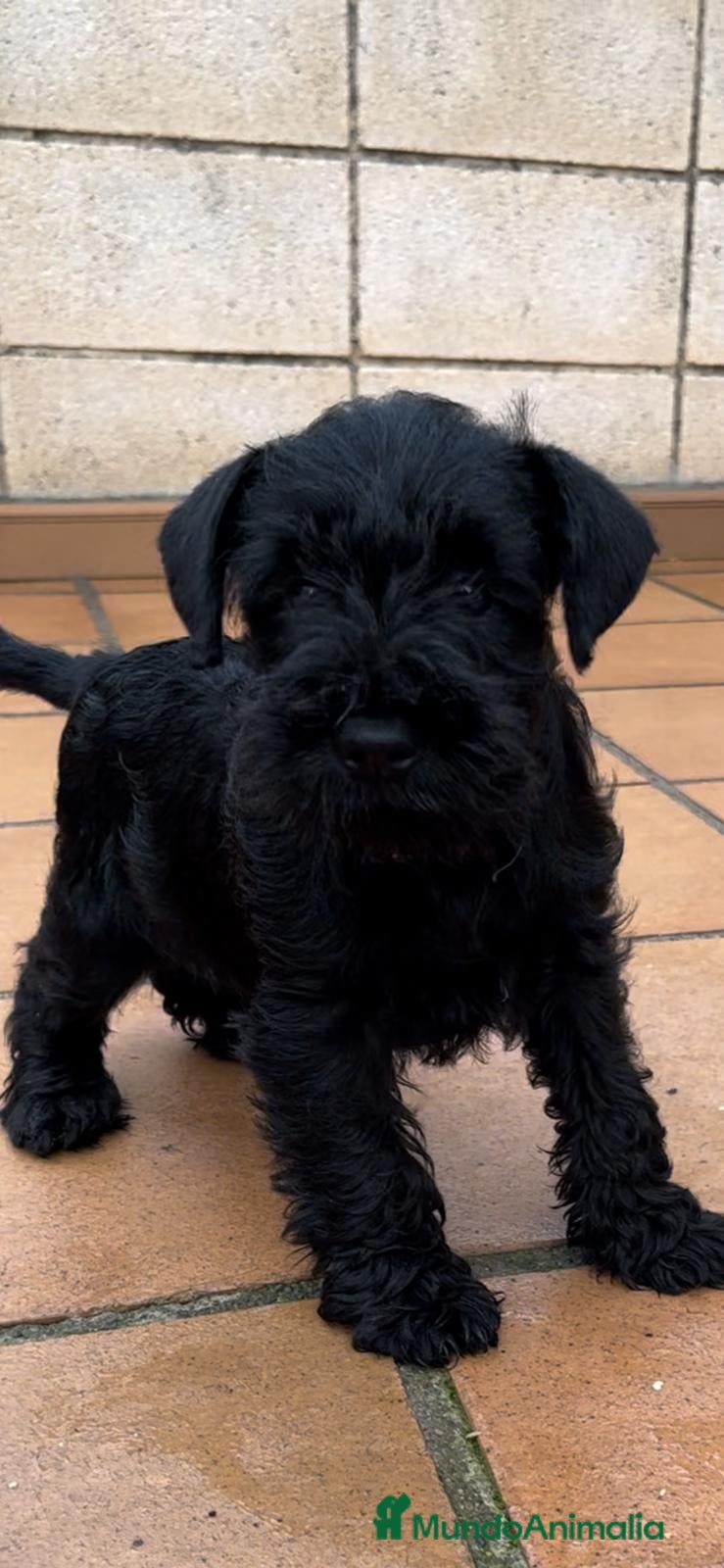Schnauzer Miniatura perros Schnauzer mini en Cáceres - Anuncio 1