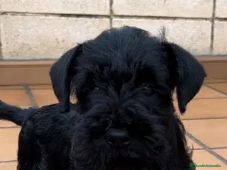 Schnauzer Miniatura perros Schnauzer mini en Cáceres - Anuncio 1