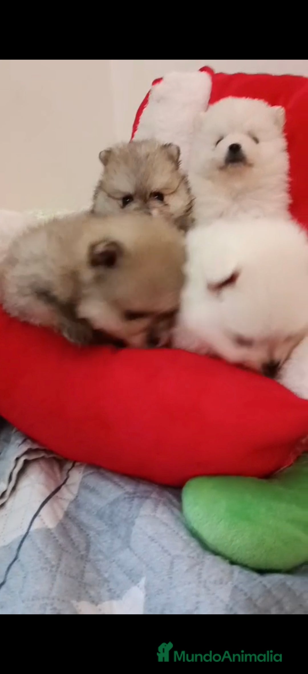 Pomerania perros en venta: Camada de Pomerania lista para Reyes - Anuncio 3