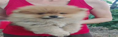 Pomerania 3