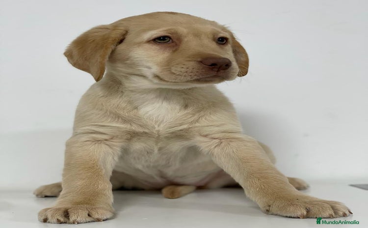 Labrador Retriever perros - Propaganda 1