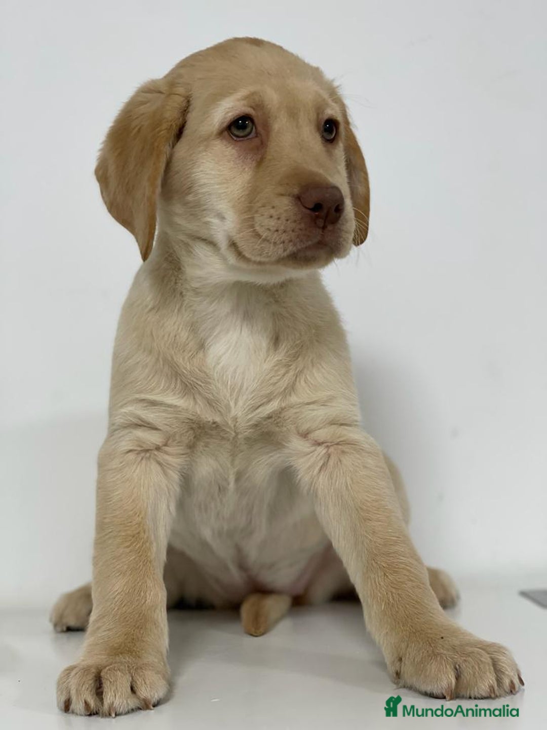 Labrador Retriever perros en venta: LABRADOR RETRIEVER - Imagen 1